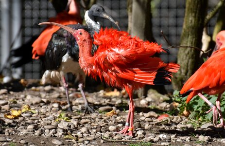 Red ibis plumage zoo