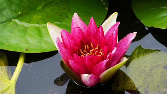 Nature pond water lilies photo