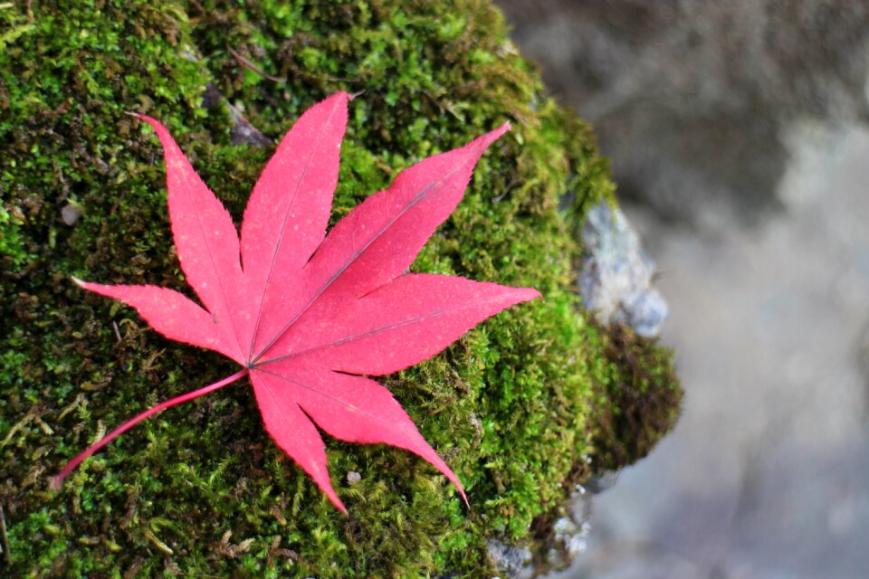 Leaf autumn leaves autumn mood