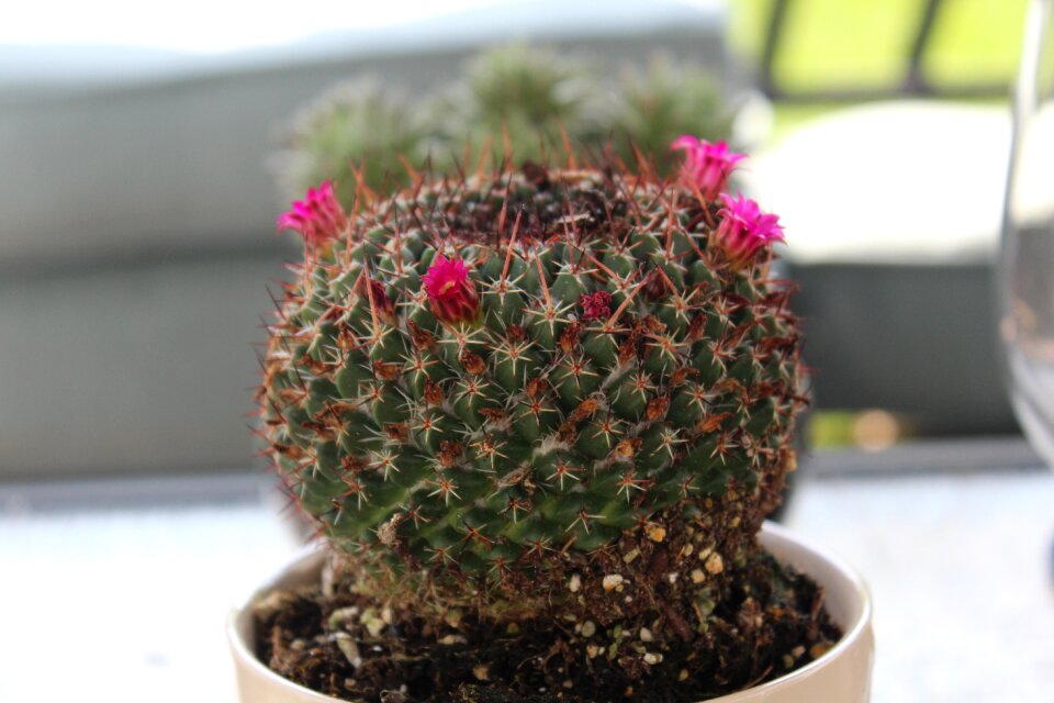 Garden prickly pots