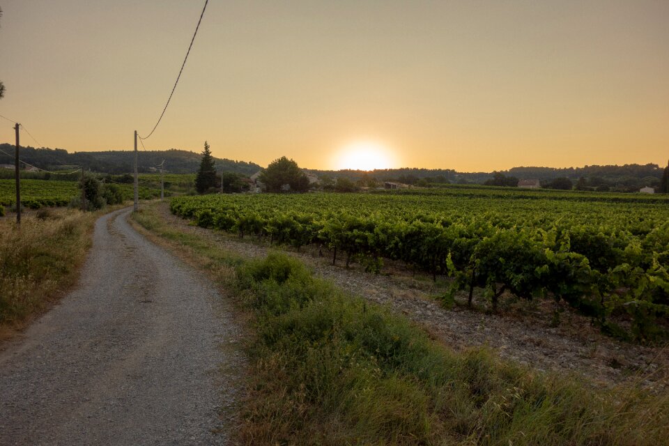 Provence-alpes-côte d'azur vines france