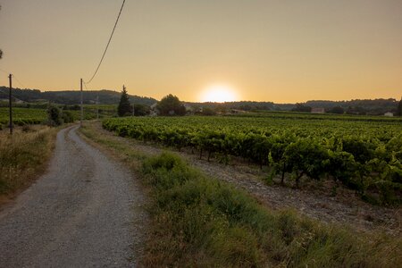 Provence-alpes-côte d'azur vines france photo