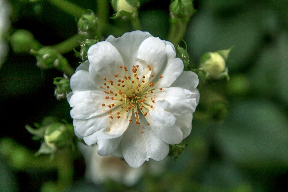 Blossom bloom open rose