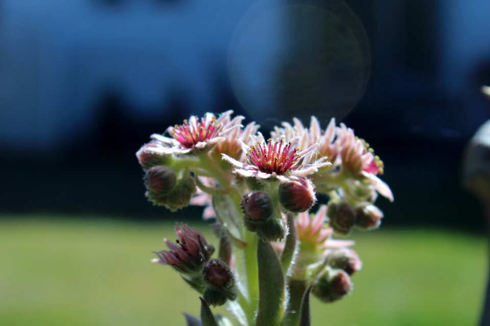 Backyard garden cactus flower