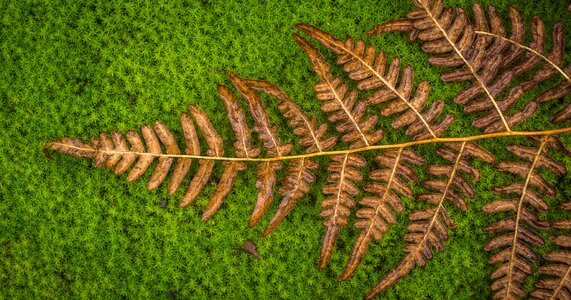 Nature leaf fern photo