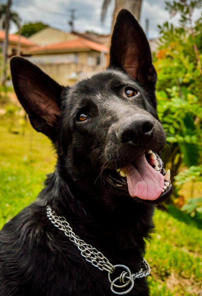 Pet animal attention