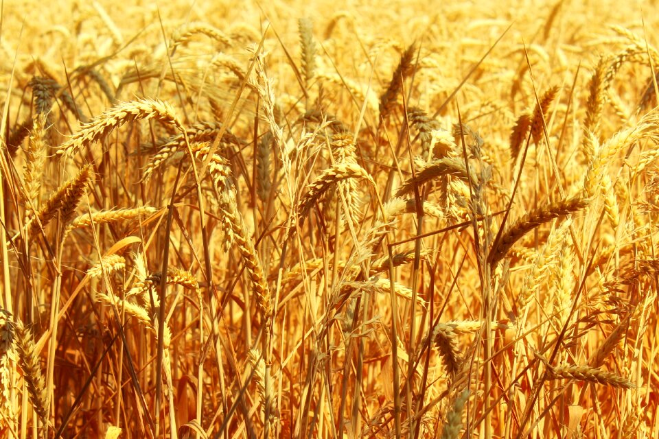 Golden spike agriculture