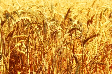 Golden spike agriculture photo