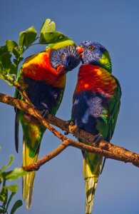 Colourful birds queensland photo