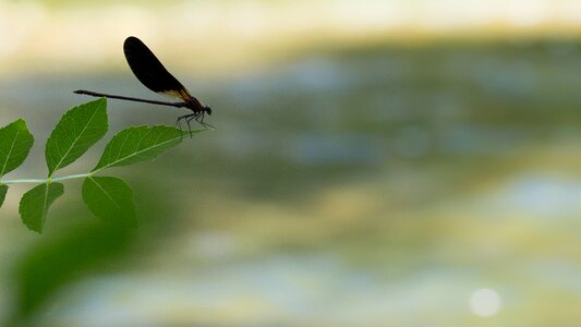 Nature wings wing