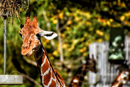 Animal portrait wild animal tierpark hellabrunn