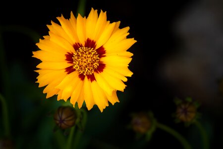 Blossom bloom garden photo