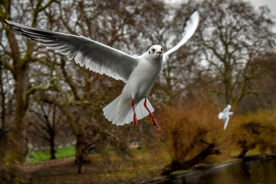 Flying freedom animal