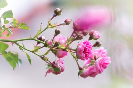 Pink roses flowers rose garden photo