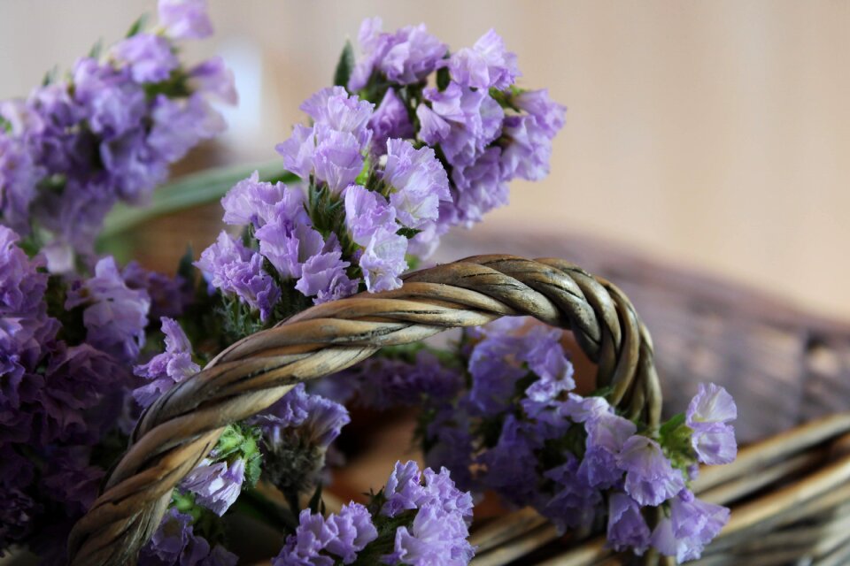Limonium flower flower purple
