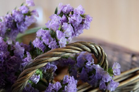 Limonium flower flower purple