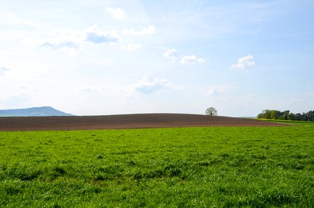 Nature agriculture grass photo