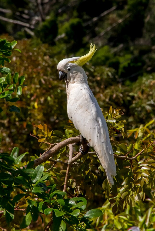 Bird feather white