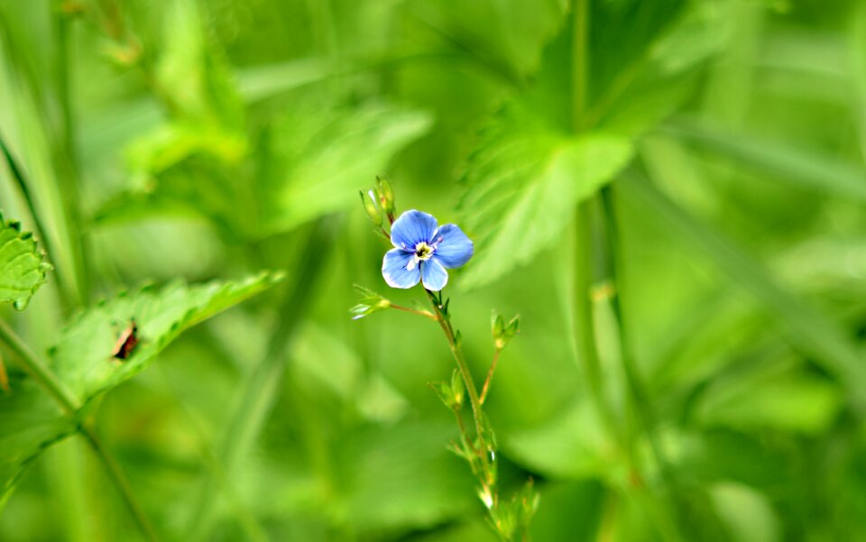 Flower alpine flowers macro