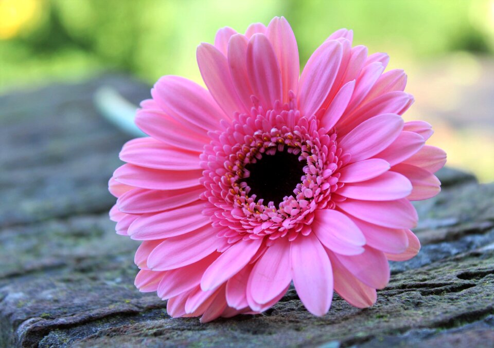 Feeling nature tenderness pink