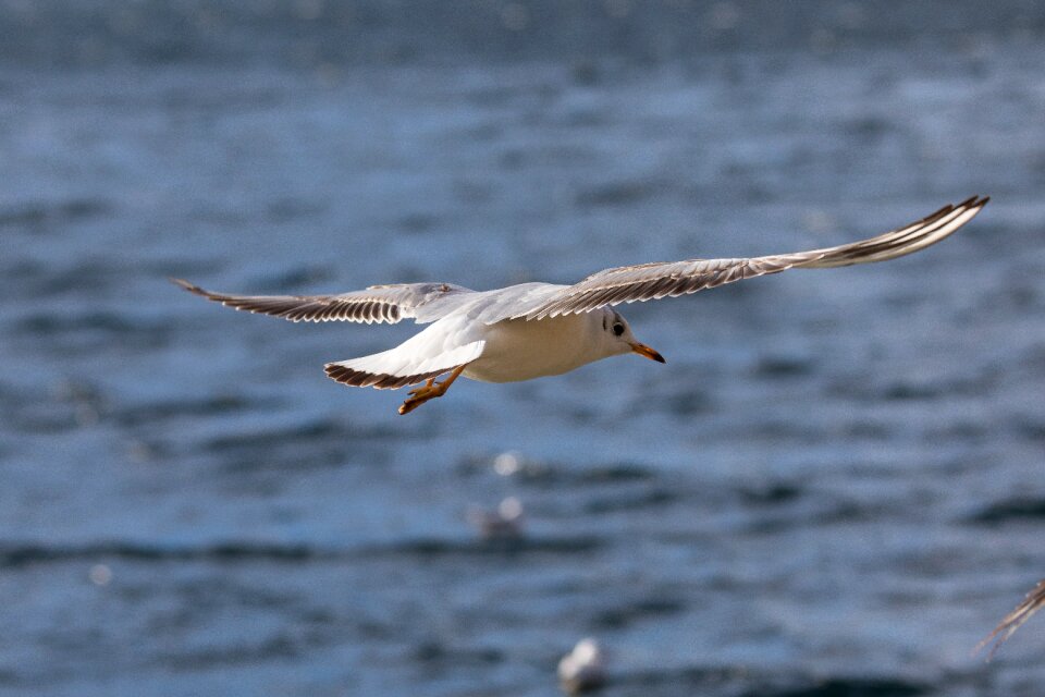 Animal nature water bird