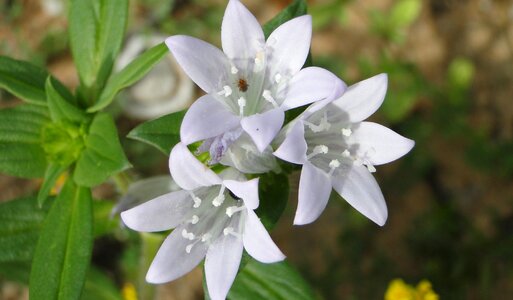 Flower summer flora photo