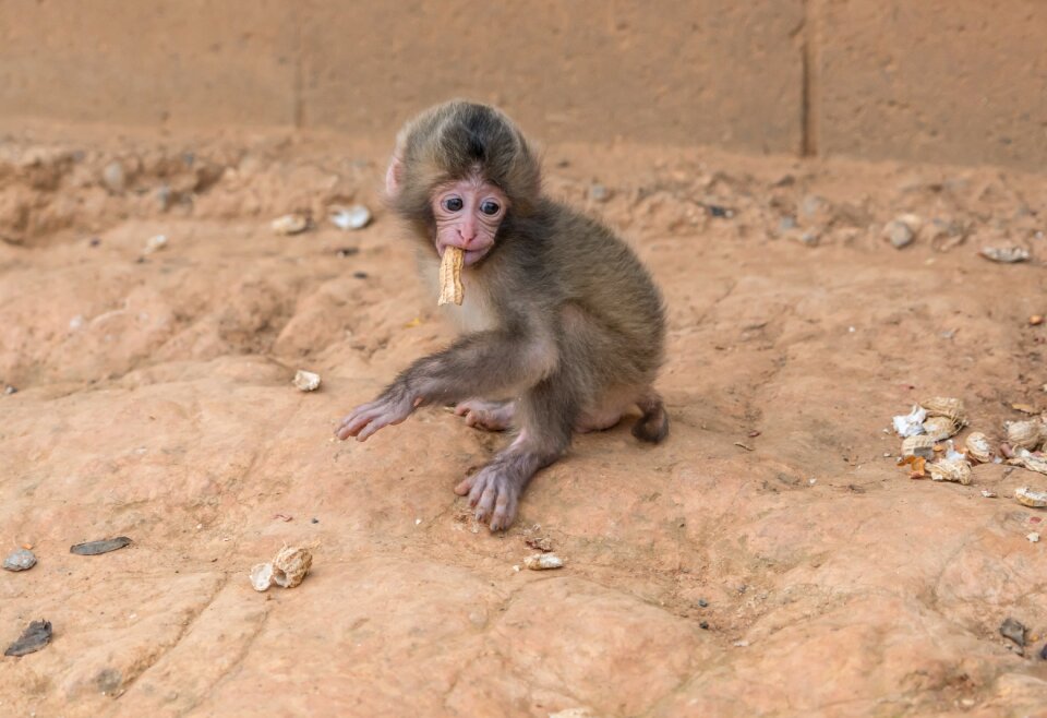 Mammal adorable peanuts