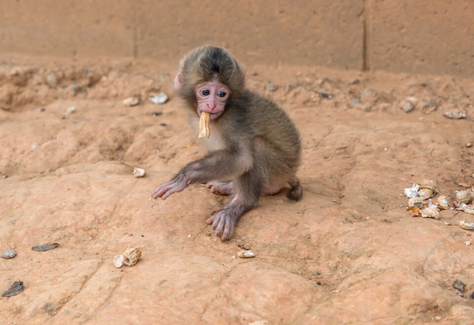 Mammal adorable peanuts photo