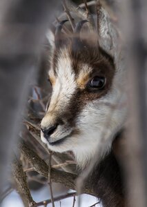 Nature country animal