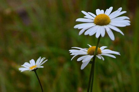 Daisy spring bloom