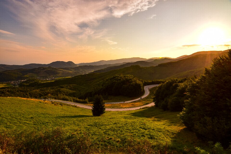 Orange trees nature