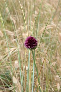 Flora brittany nature