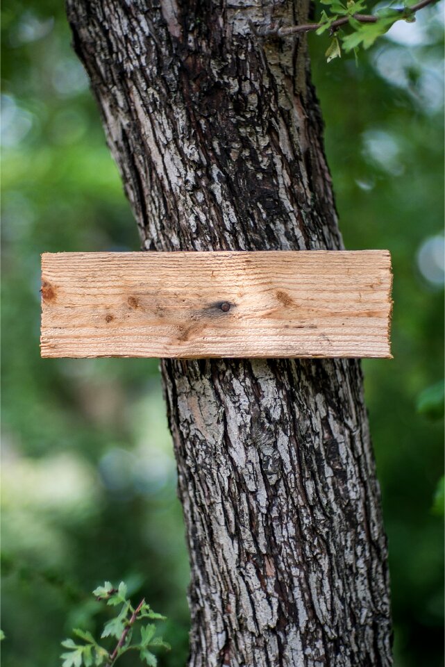 Tree wood information