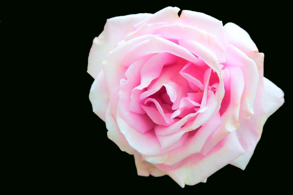 Delicate flower plant