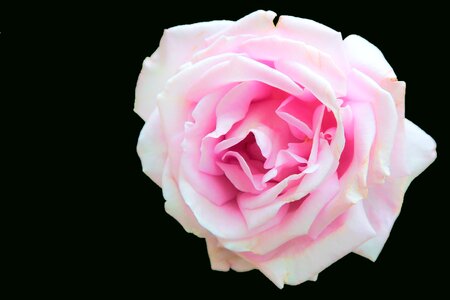 Delicate flower plant