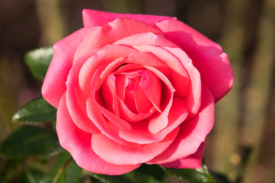 Flower plant flora