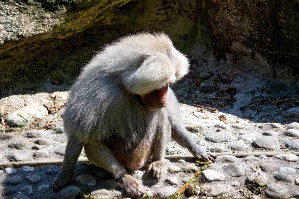 Animal world nature grey