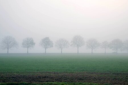 Fog grass foggy