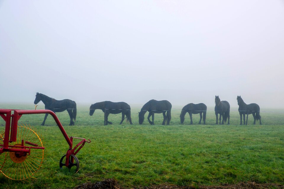 Animal nature animals