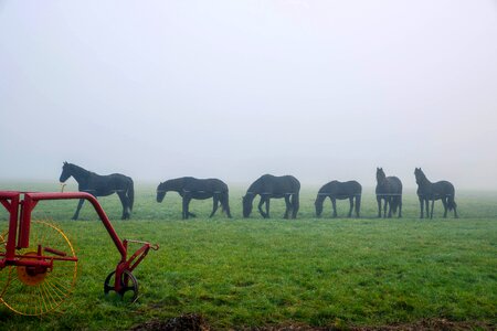 Animal nature animals
