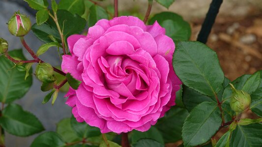 Pink parma garden Free photos
