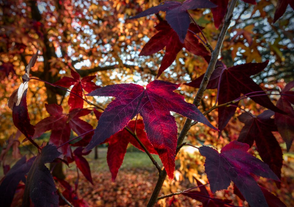 Autumn red leaves