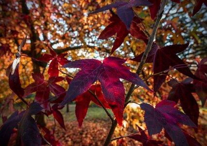 Autumn red leaves photo