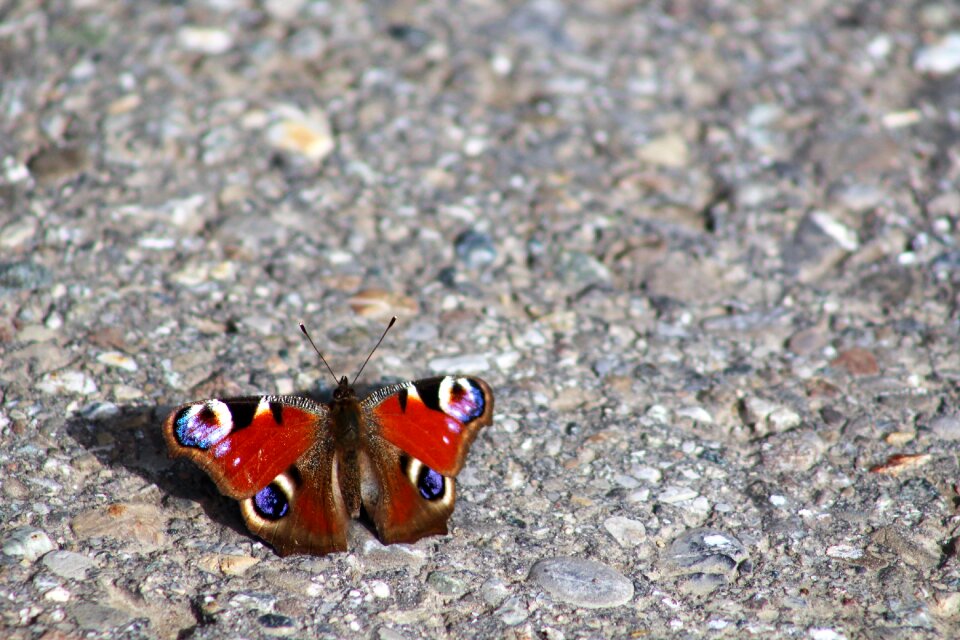 Peacock butterfly butterfly away