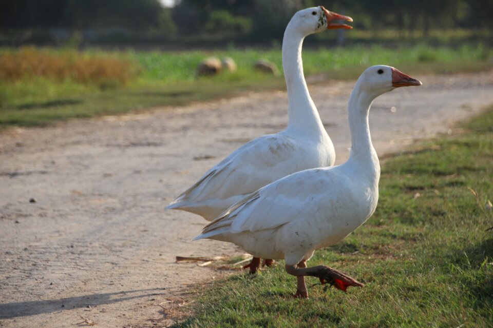 Bird nature goose