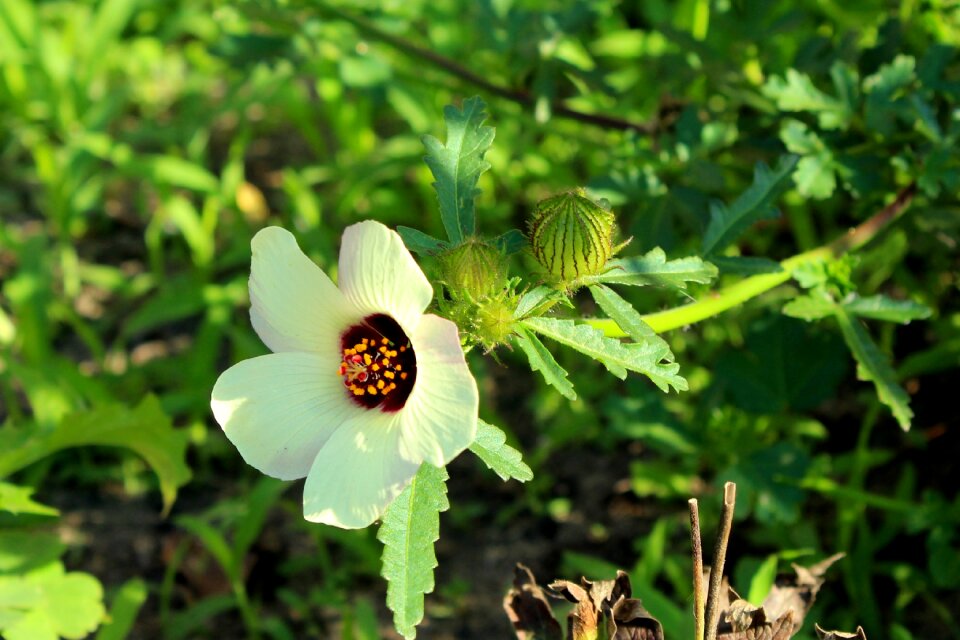 Plant nature blooming