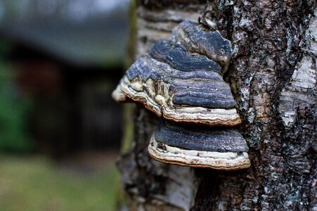 Nature wood trunk