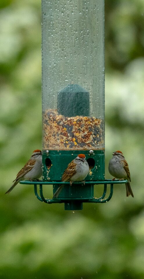 Wildlife garden natural