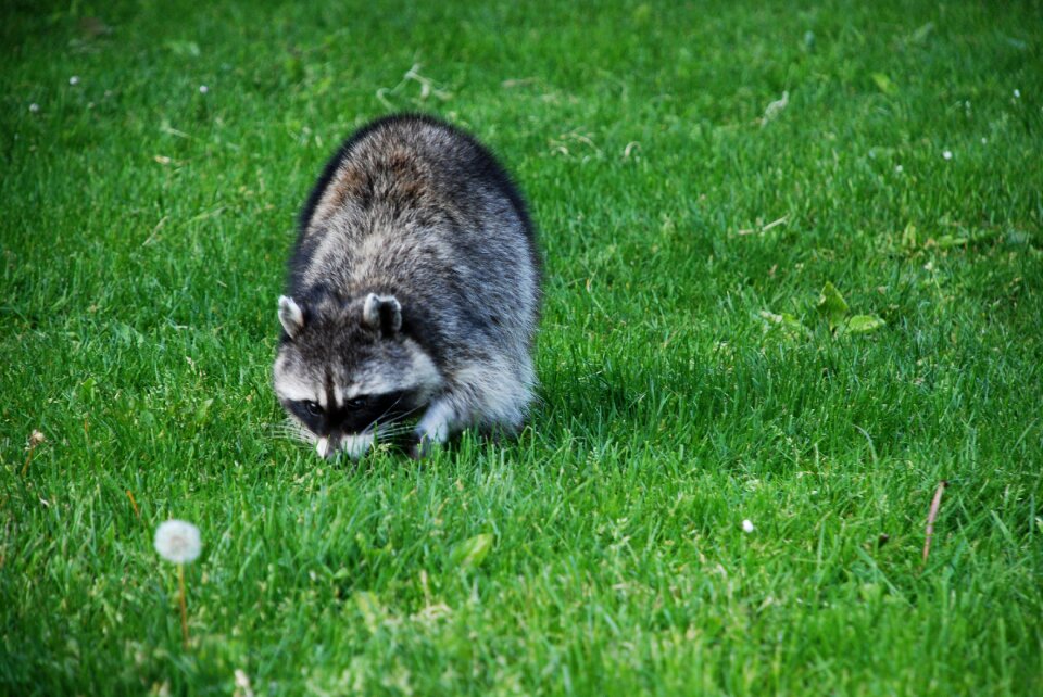 Mammal cute wildlife