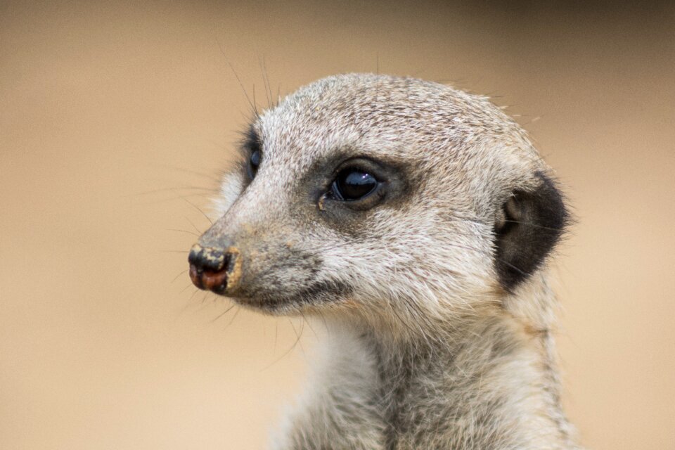 Garden detail meerkat